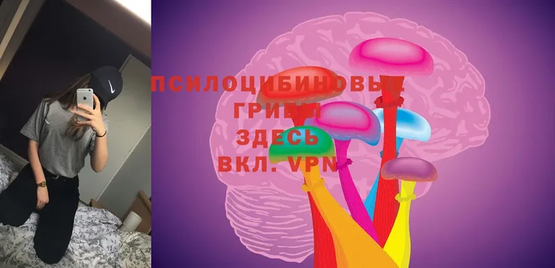 Галлюциногенные грибы Psilocybe  Кингисепп 